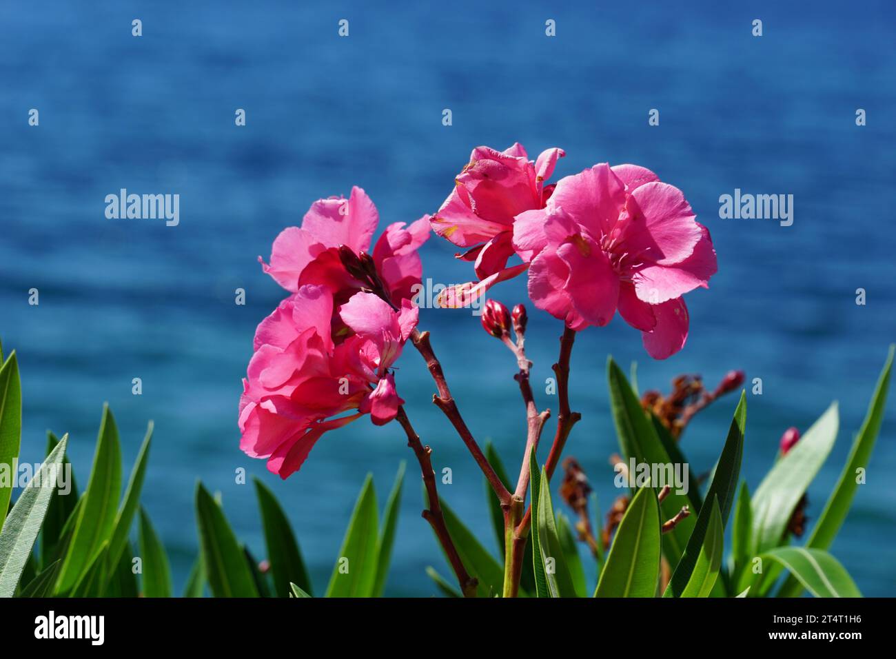 Pink flowers an green leaves frame of Oleander plant in the background of blurred blue and copy space Stock Photo