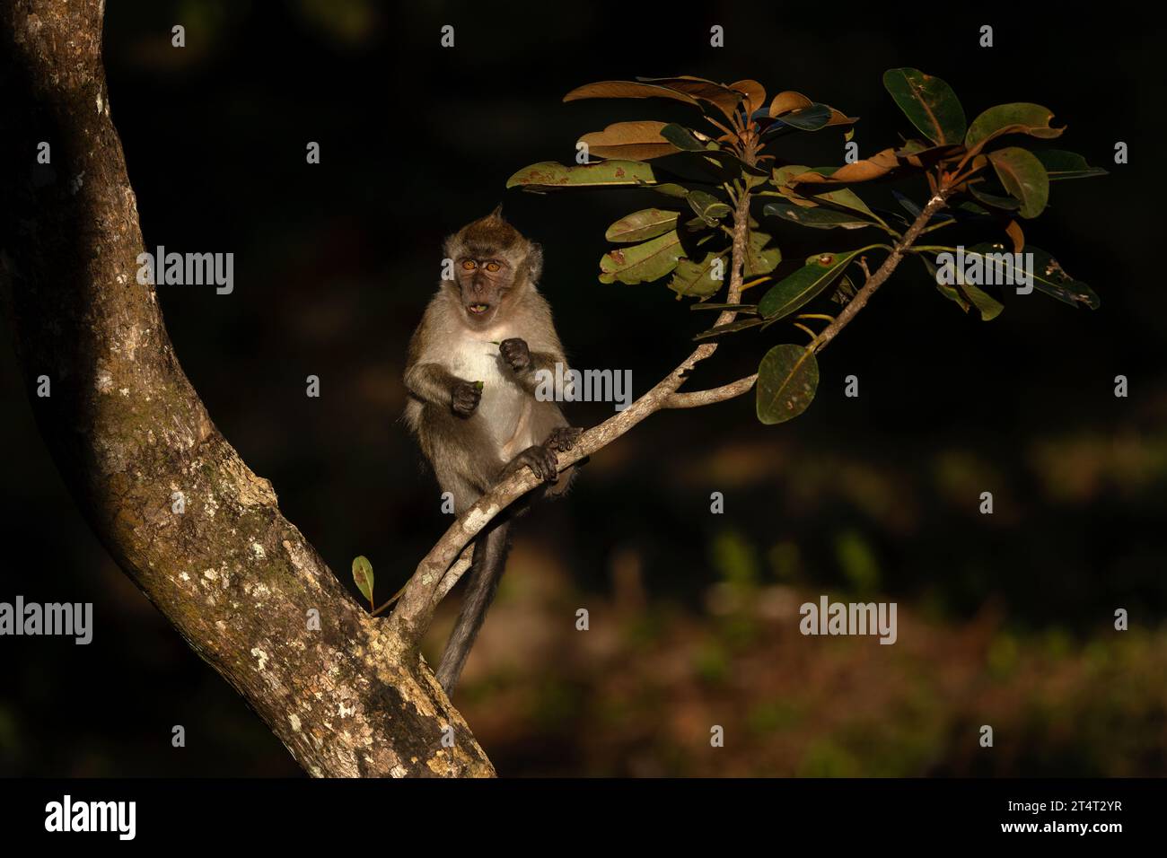 Crab eating macaque troop are looking for food in the forest. Macaque ...