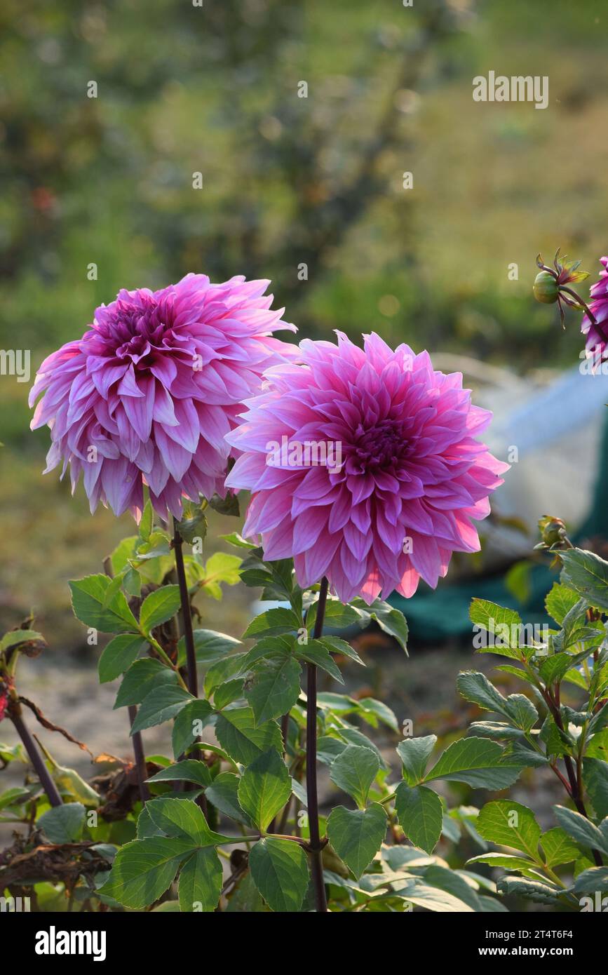 Octavia Top - Dahlia
