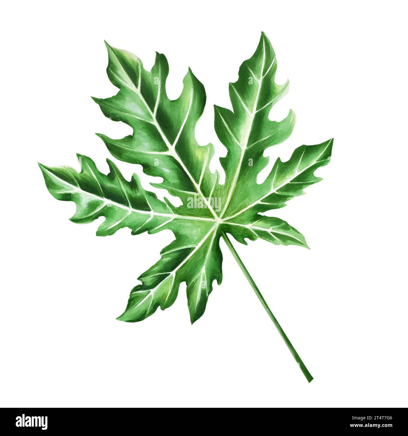 Vector Graphics of Papaya Leaves Stock Vector - Illustration of herbal,  isolated: 229328866