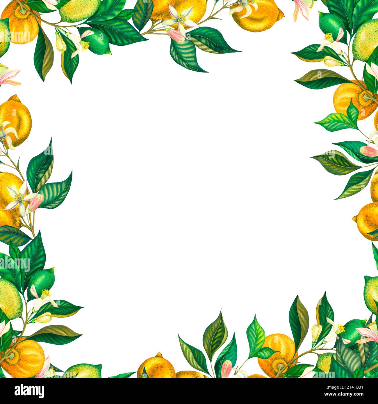 Watercolor square frame of blooming lemons and lime branch with leaves ...