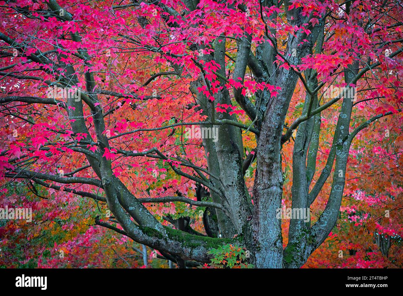 Fall colour, Cambridge Street, East Vancouver, British Columbia, Canada. Stock Photo