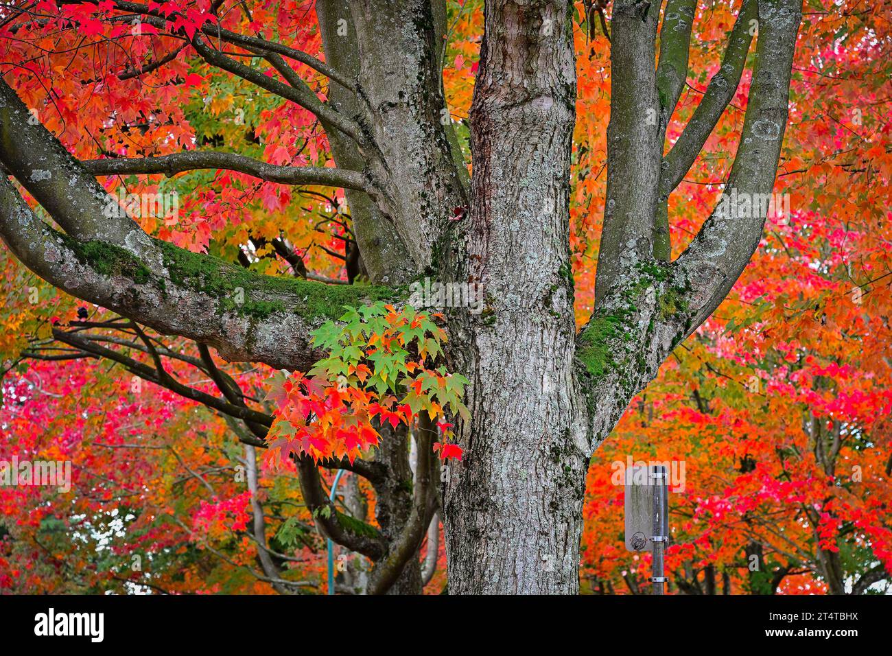 Fall colour, Cambridge Street, East Vancouver, British Columbia, Canada. Stock Photo