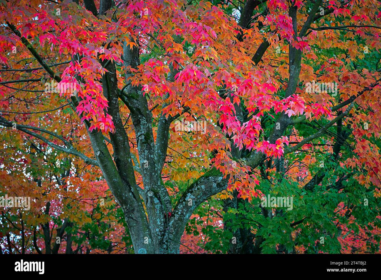 Fall colour, Cambridge Street, East Vancouver, British Columbia, Canada. Stock Photo