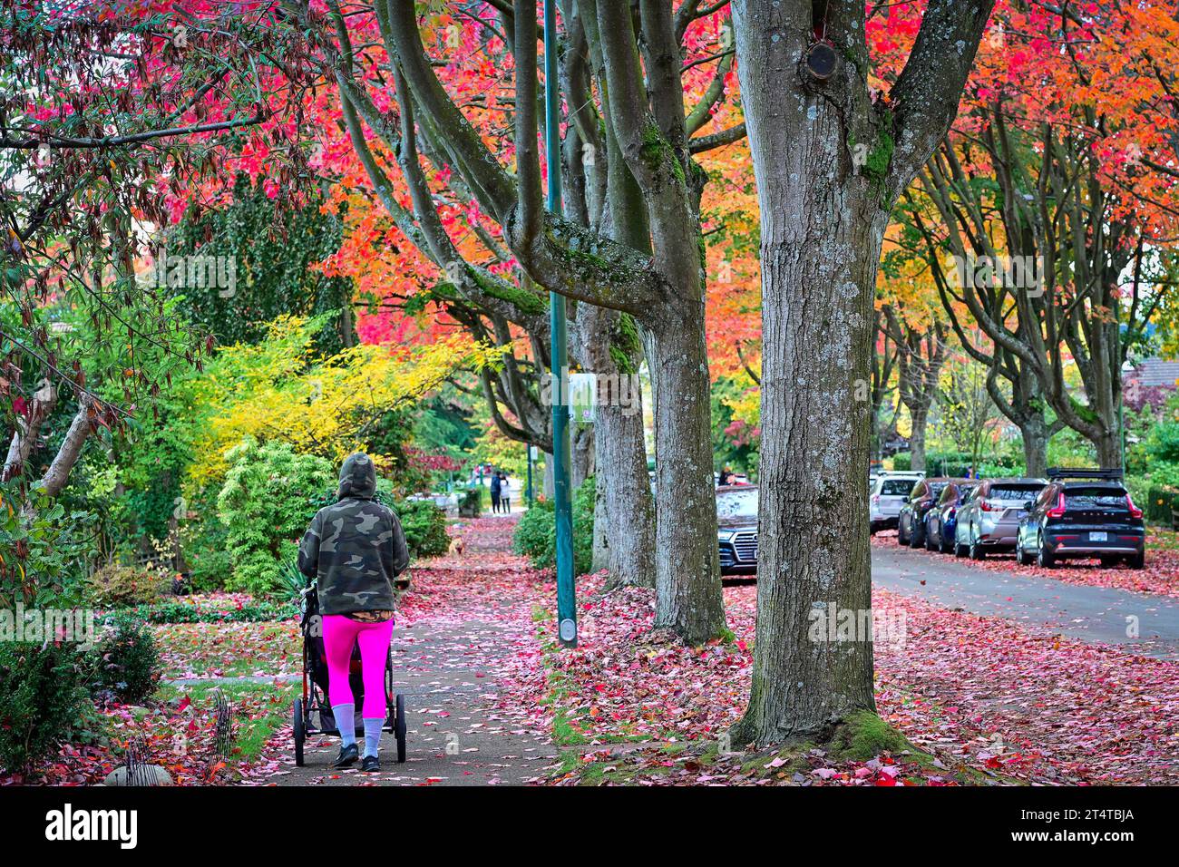 Fall colour, Cambridge Street, East Vancouver, British Columbia, Canada. Stock Photo