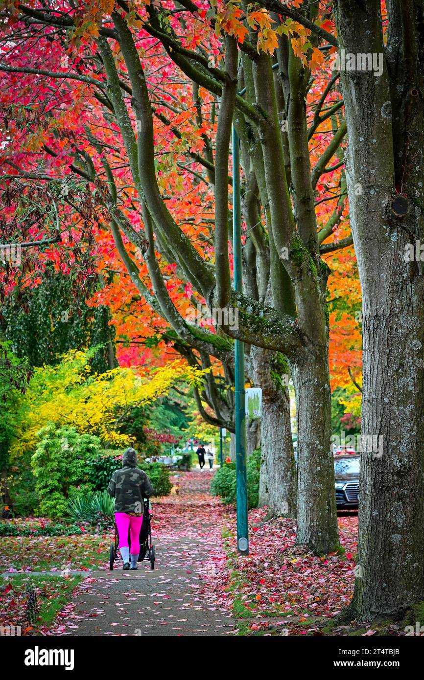 Fall colour, Cambridge Street, East Vancouver, British Columbia, Canada. Stock Photo