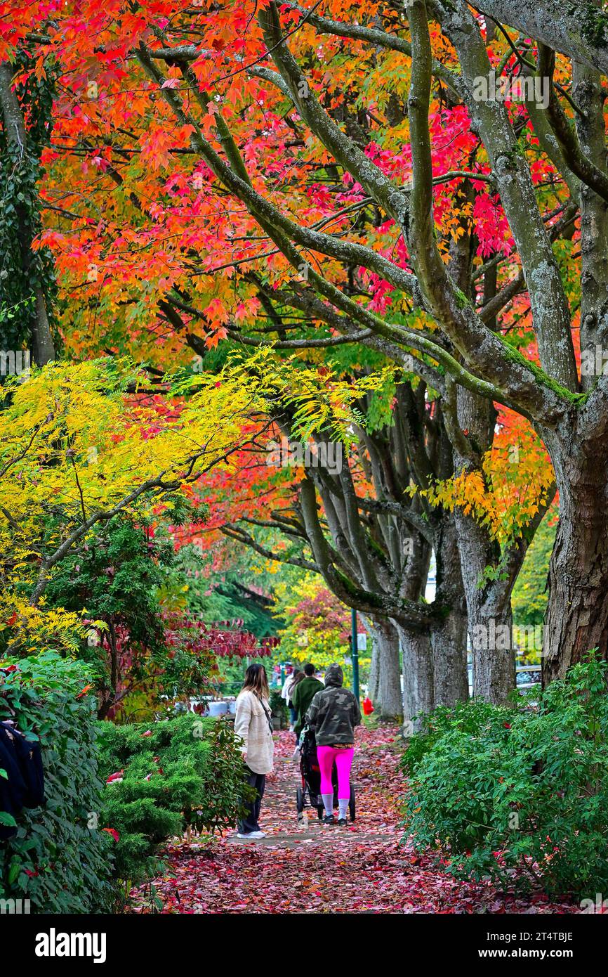 Fall colour, Cambridge Street, East Vancouver, British Columbia, Canada. Stock Photo