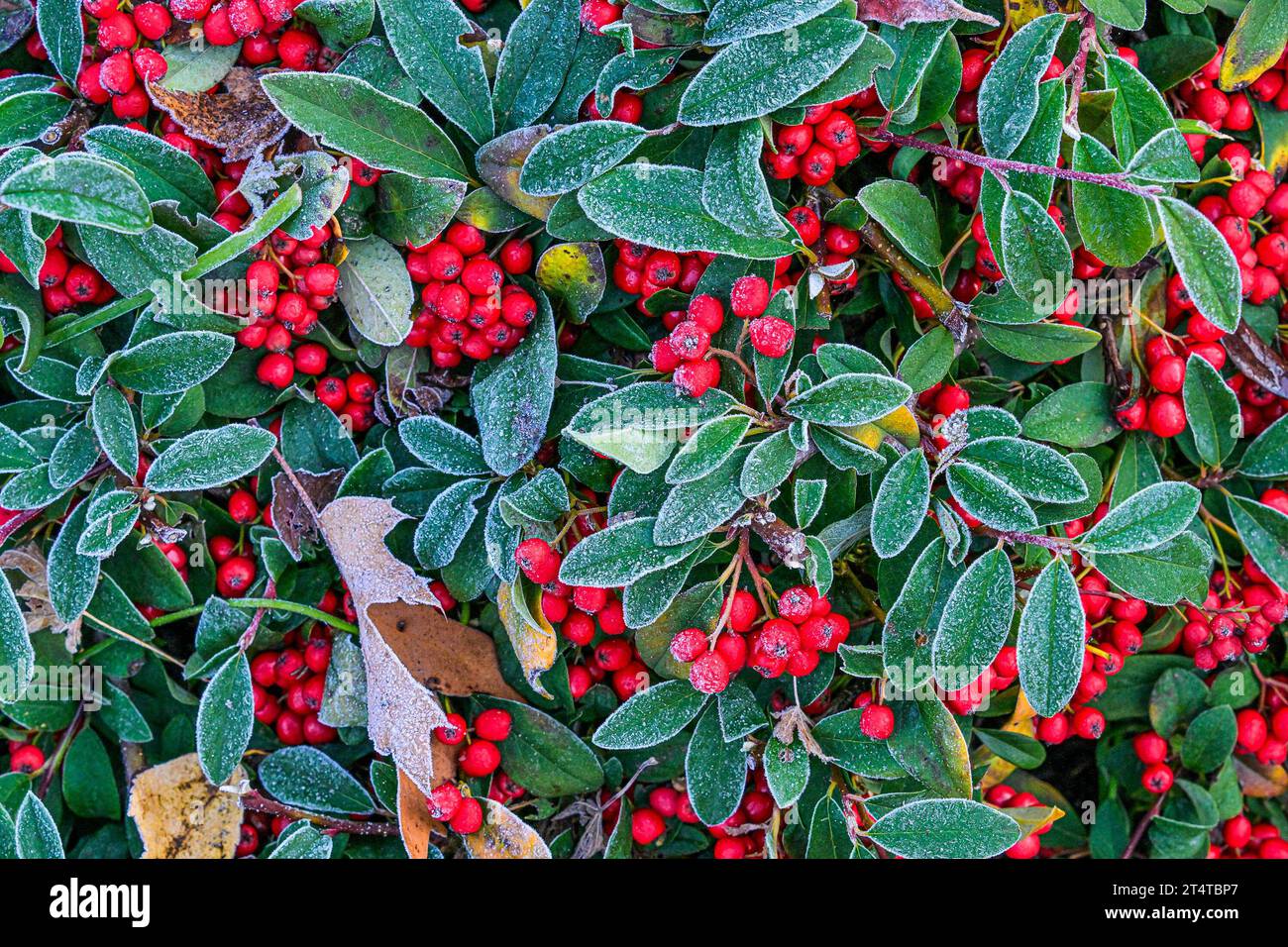Frosted leaves and red cotoneaster berries. Stock Photo