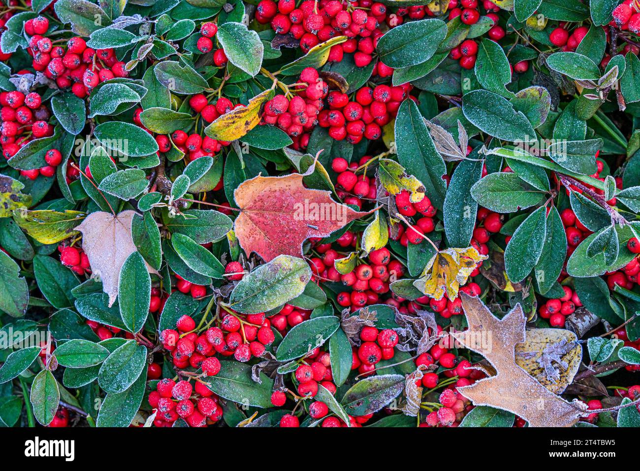 Frosted leaves and red cotoneaster berries. Stock Photo