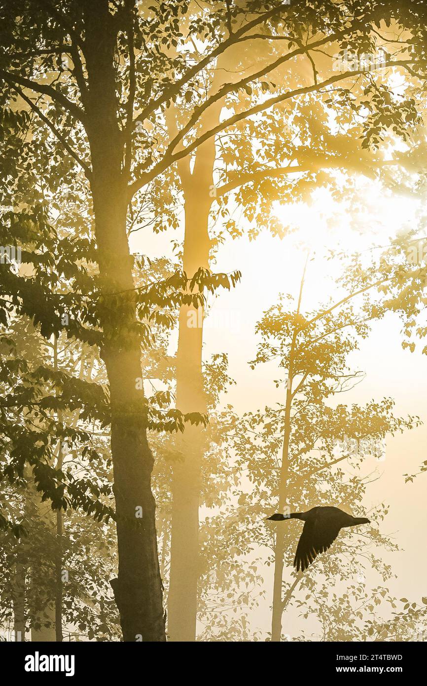 Goose in flight on foggy, Fall morning. Stock Photo