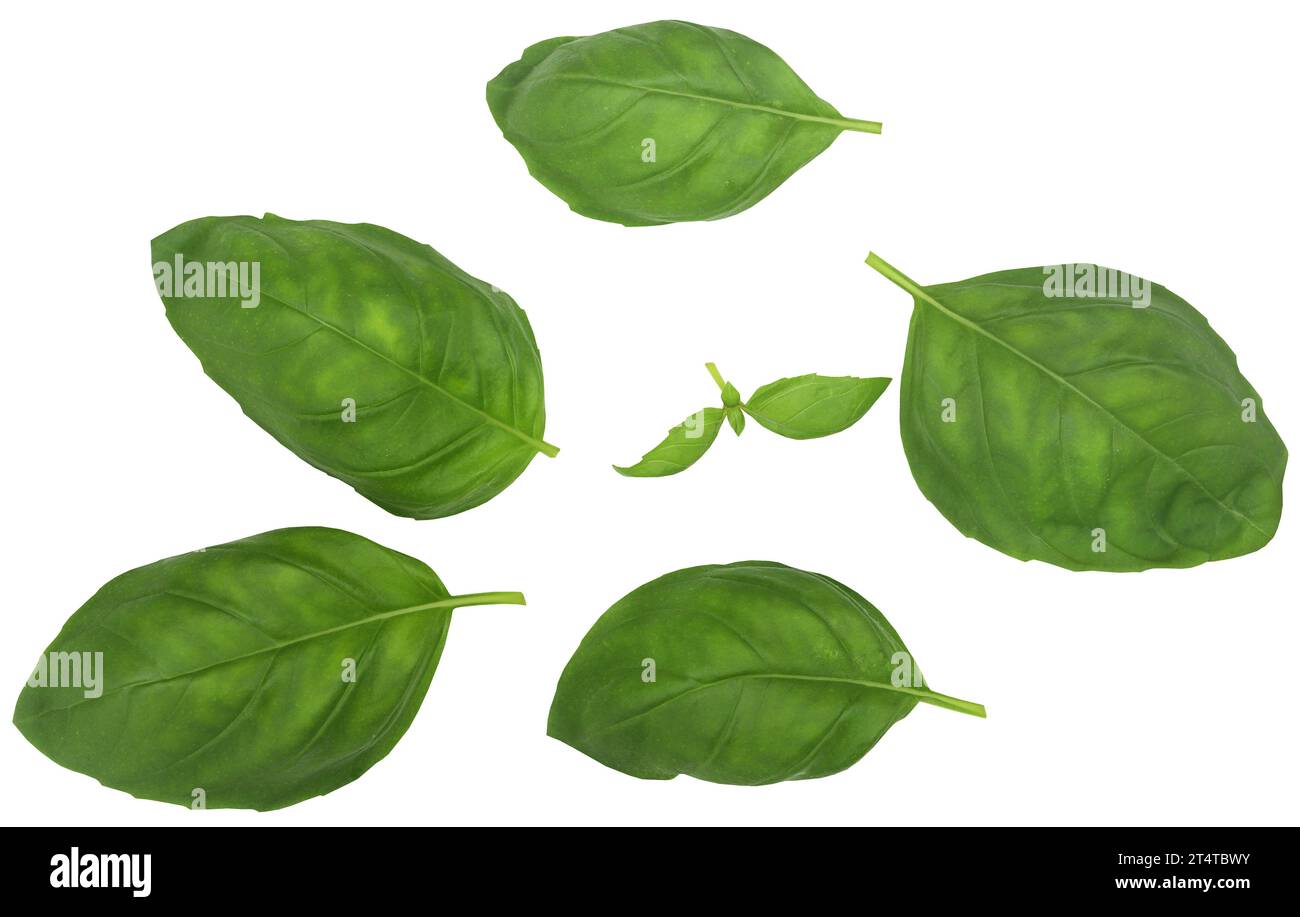 Fresh basil leaves closeup and isolated Stock Photo