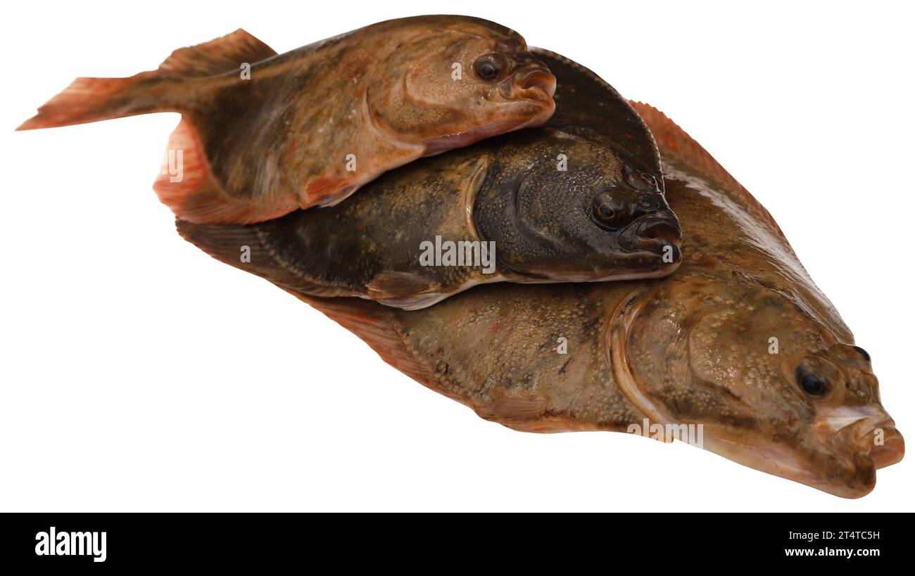 Flatfish caught from sea isolated Stock Photo