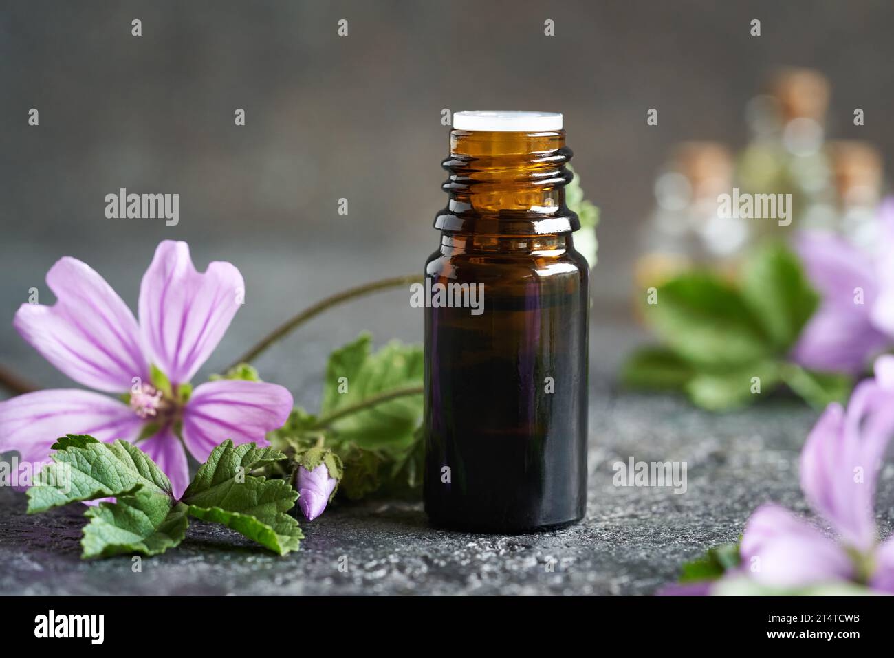 A dark bottle of mallow essential oil with Malva sylvestris flowers Stock Photo