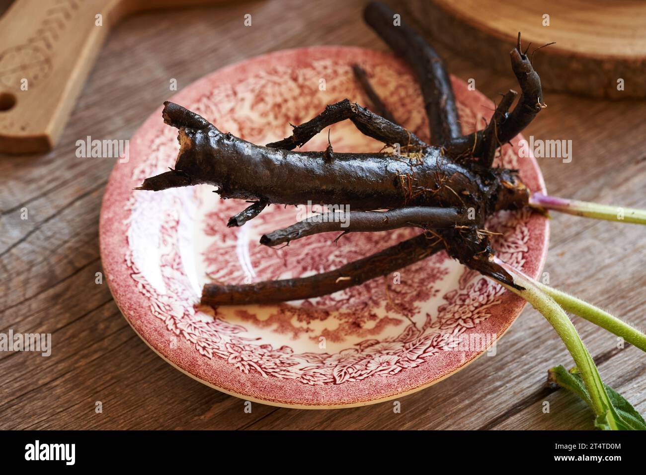 Fresh whole comfrey root on a plate on a table Stock Photo