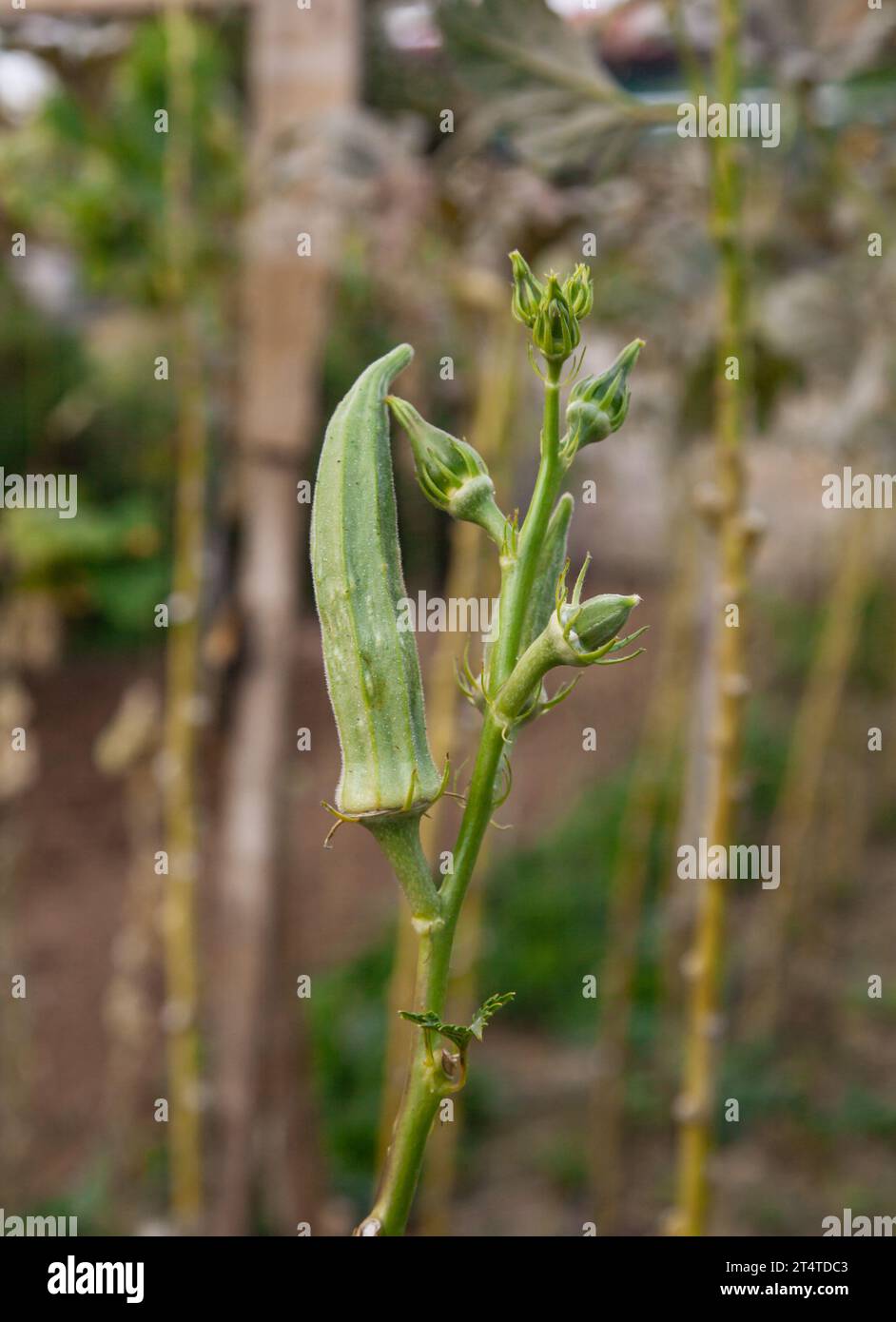 Growing okra. Large and small okras on the branch Stock Photo Alamy