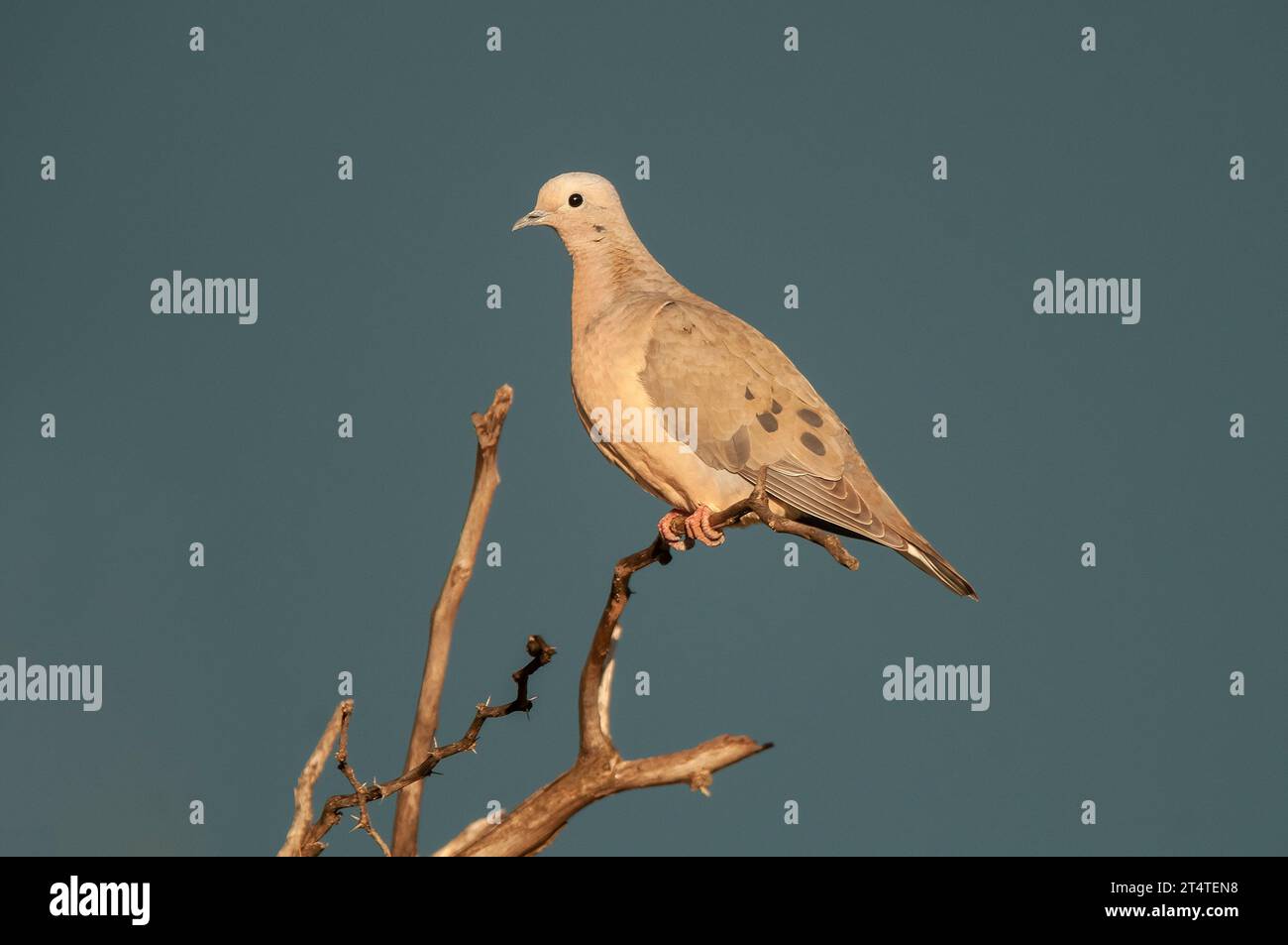 Eared Dove in Calden forest environment, La Pampa, Argentina Stock Photo