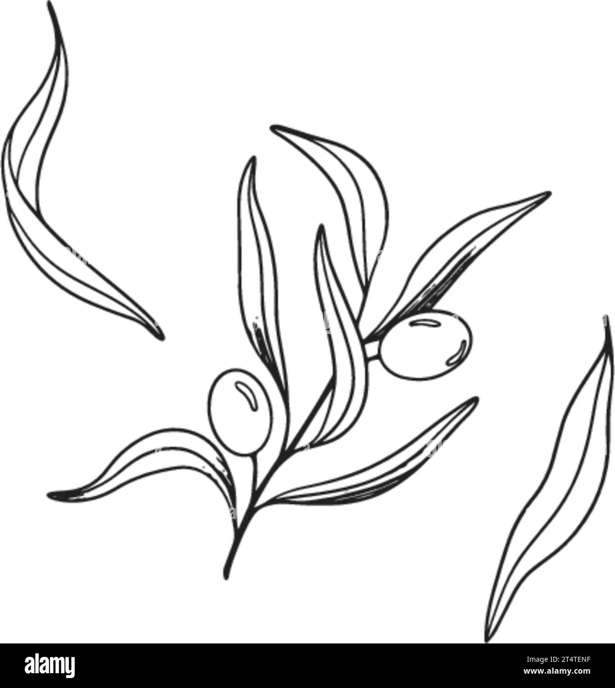Sketch of olive branch with berries and leaves. Hand drawn vector line ...