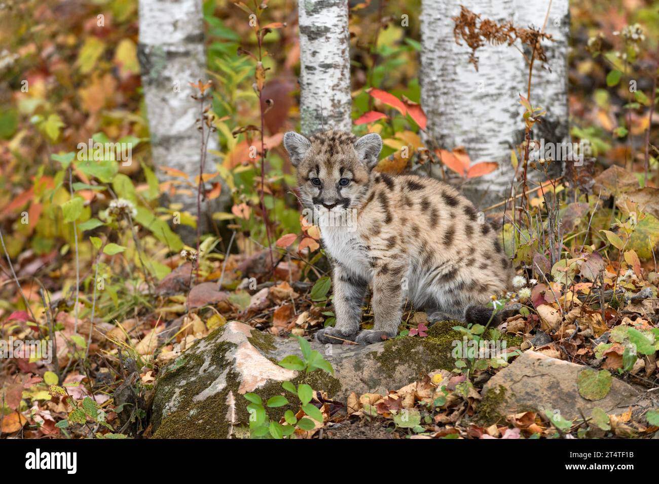 Cougar Kitten (Puma concolor) Sits in Front of Birch Trees Autumn - captive animal Stock Photo