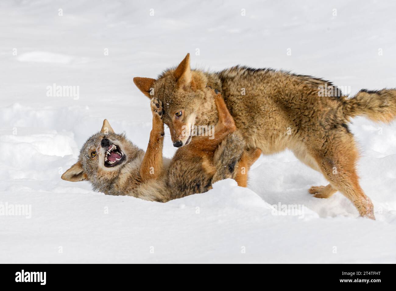 Coyote (Canis latrans) Snarls and Paws at Packmate Winter - captive animals Stock Photo