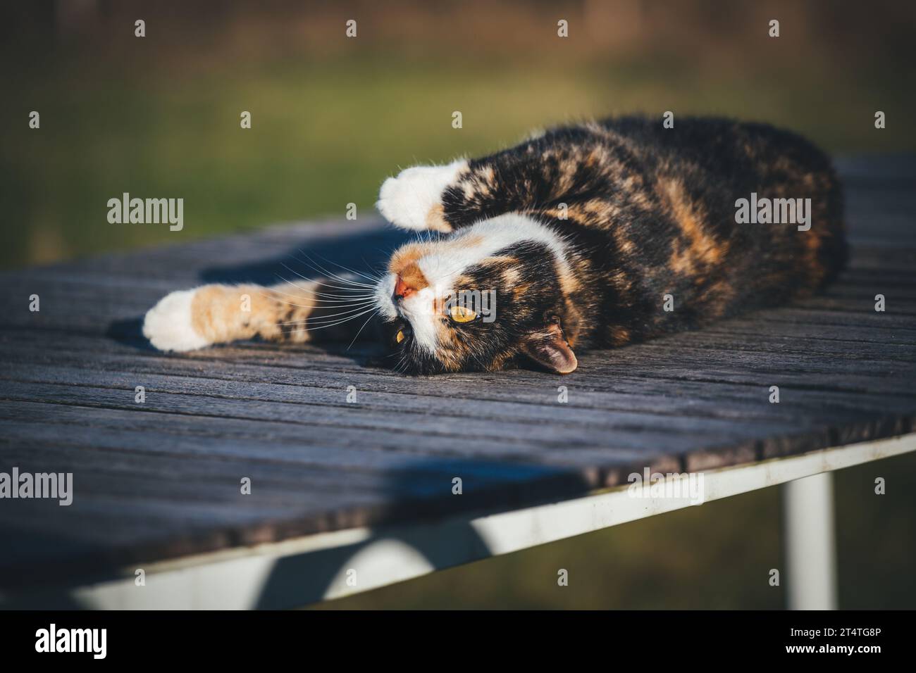 Tortoiseshell pet cat relaxing on a sunny autumn day Stock Photo