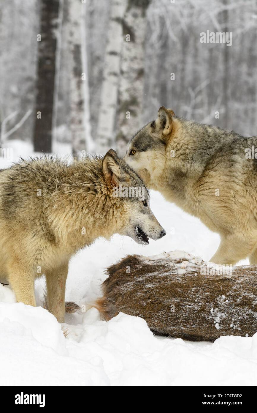 Two Grey Wolves (Canis lupus) Stand Next to Deer Body Ears Back Winter - captive animals Stock Photo