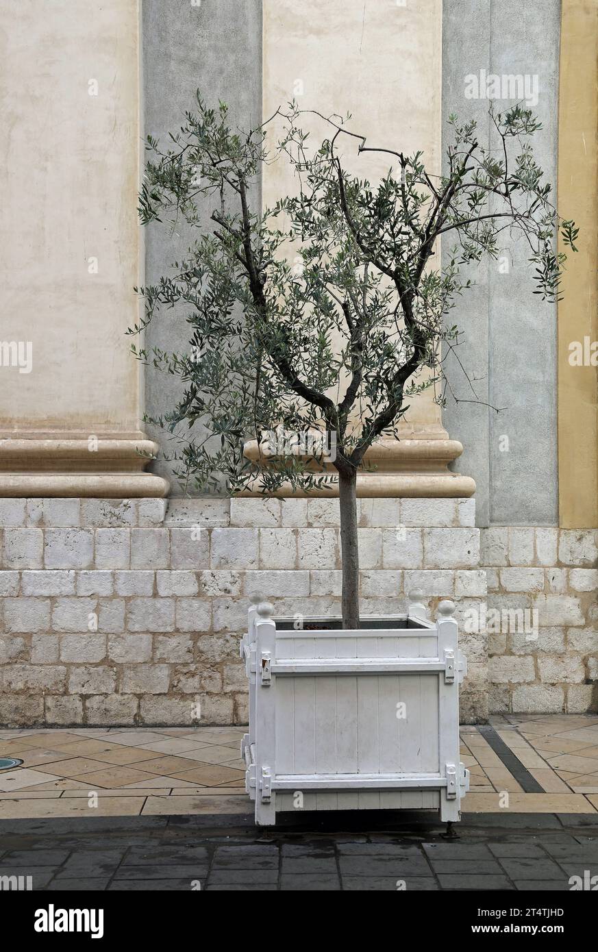 White street planter with a tree in Nice on the French Riviera Stock Photo