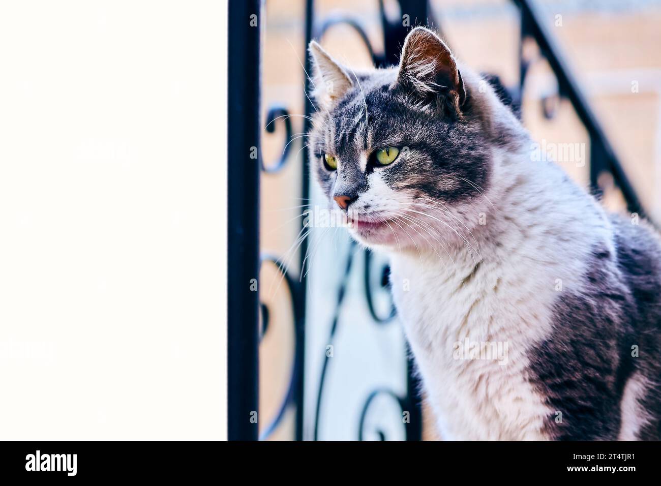 Blue cat protector sale