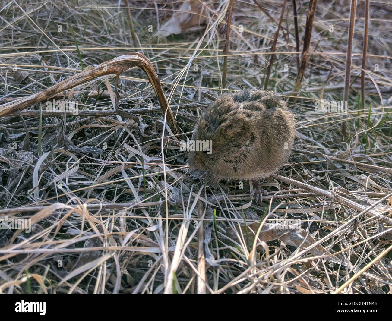 Vole sleeping in the dry grass Stock Photo
