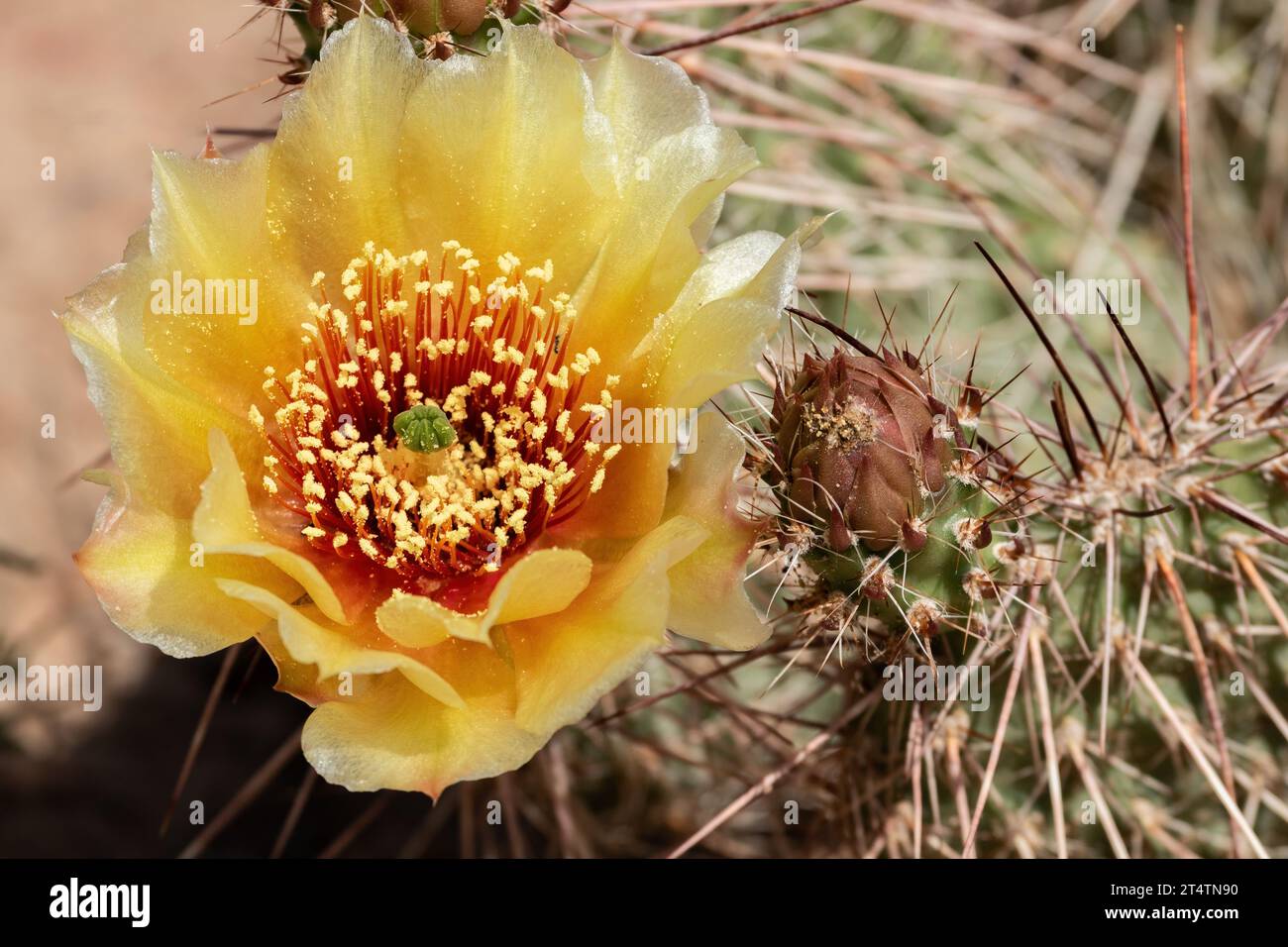 Brown-spined prickly pear cactus flower closeup. Opuntia phaeacantha Stock Photo