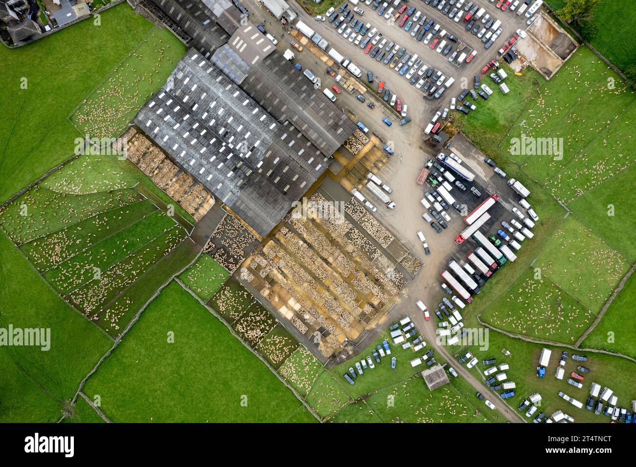 Aerial view of the North of England mule gimmer lamb sale at Hawes Auction mart, North Yorkshire, UK. Stock Photo