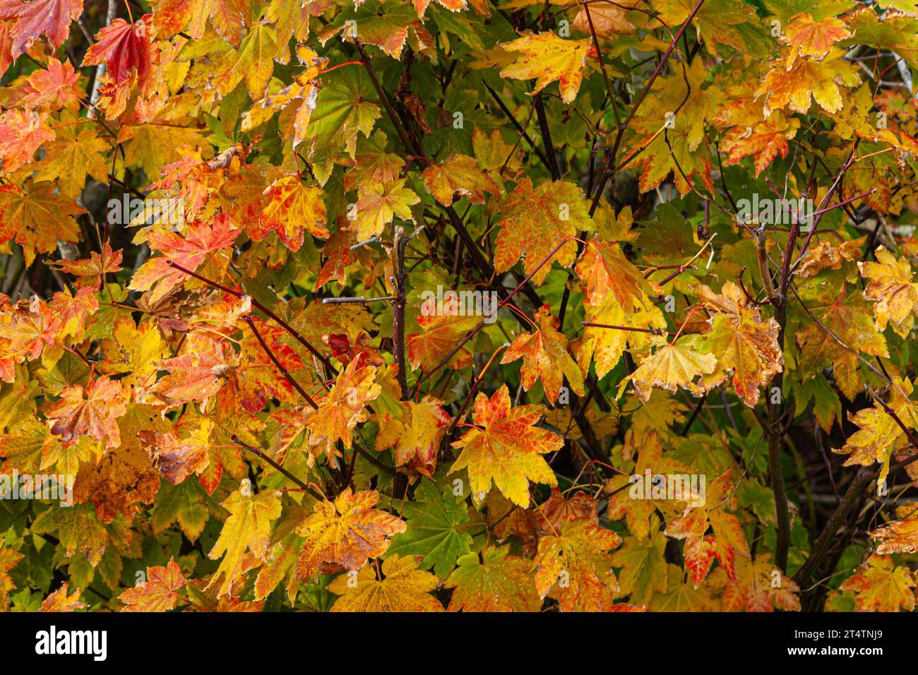 Maple leaves in their autumn colours along the Steveston waterfront in British Columbia Canada Stock Photo