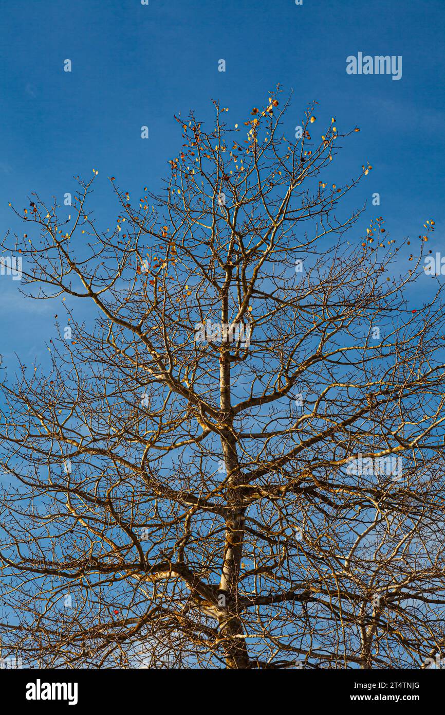 Skeletal tree with no leaves in Steveston British Columbia Canada Stock Photo