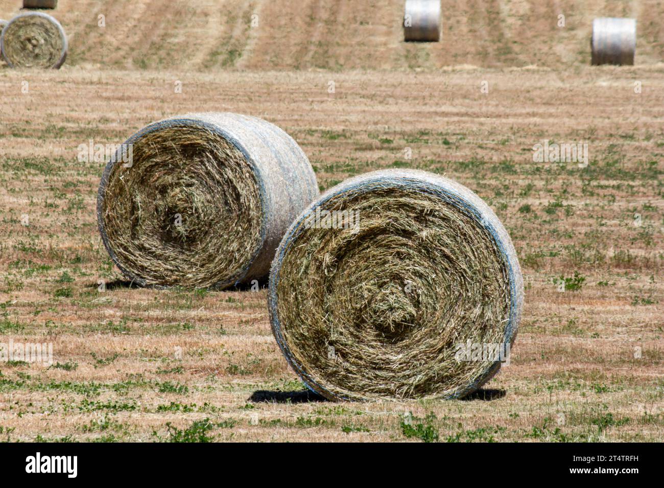 Round bales of hay NSW Australia Stock Photo Alamy