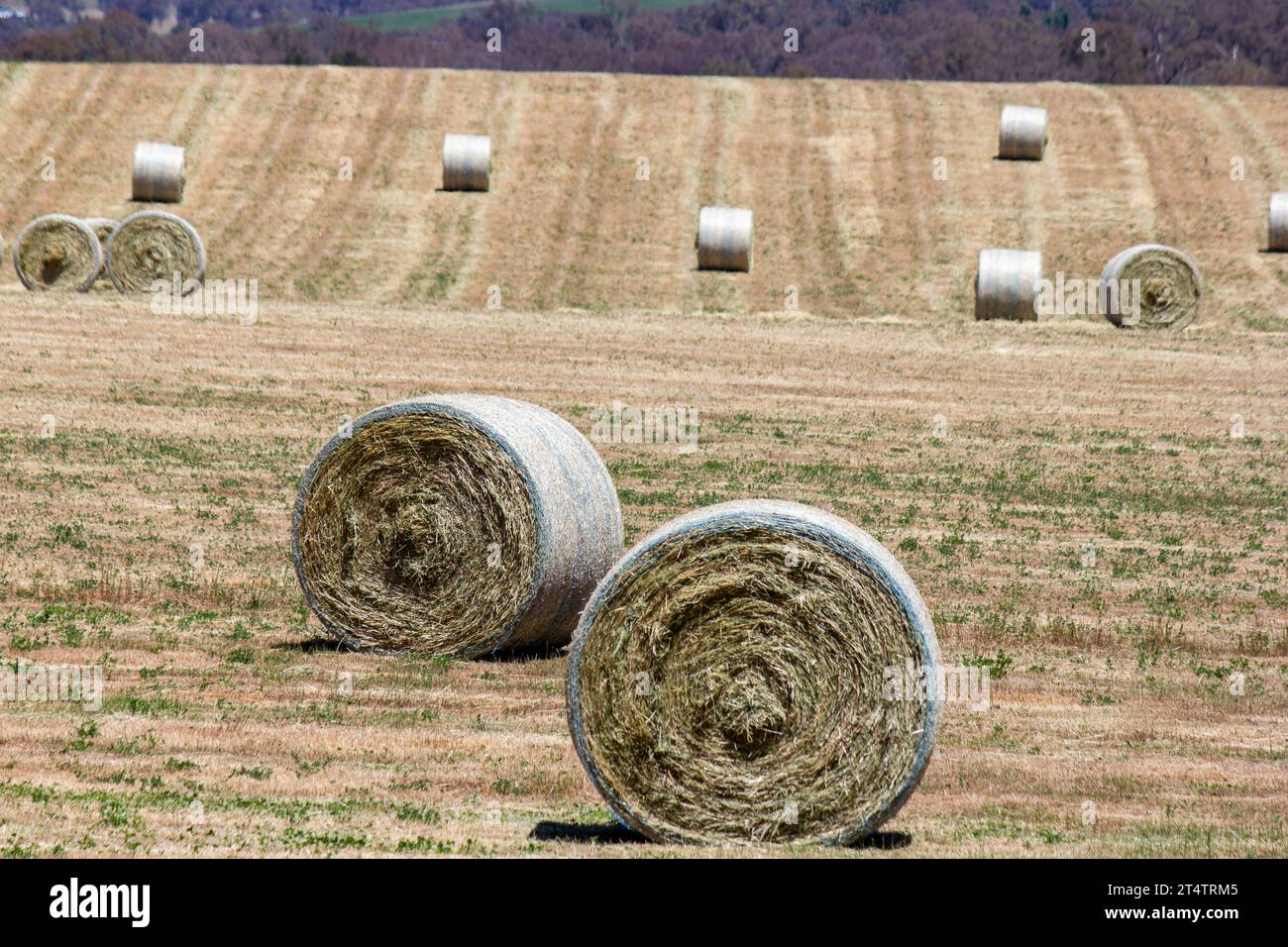 Round bales of hay NSW Australia Stock Photo - Alamy