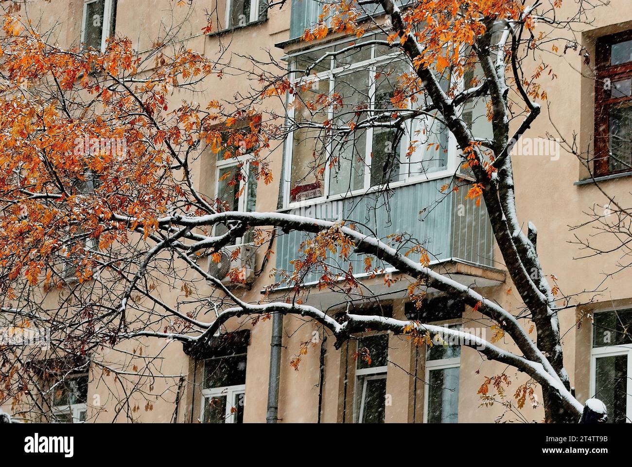 Trees with autumn leaves against window during snowfall in winter Stock ...