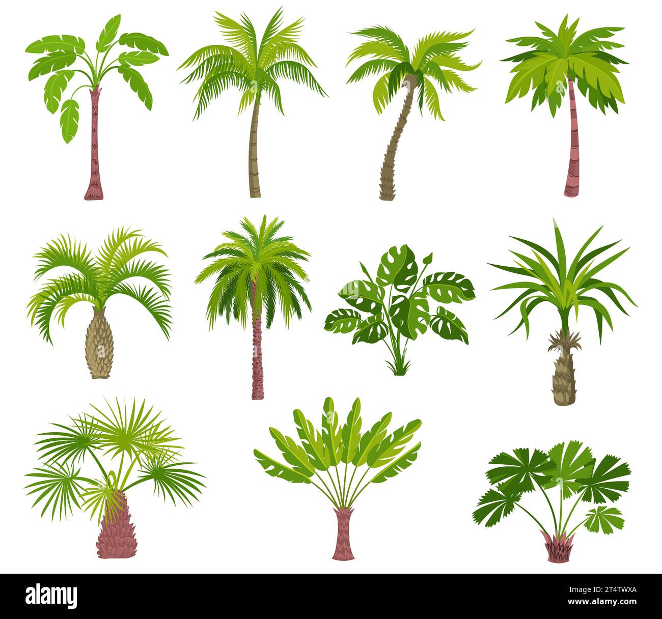 Cartoon palm trees. Exotic summer plants. Different shapes leaves. Tropical greenery. Jungle coconut or banana. Monstera foliage. Rainforest flora Stock Vector