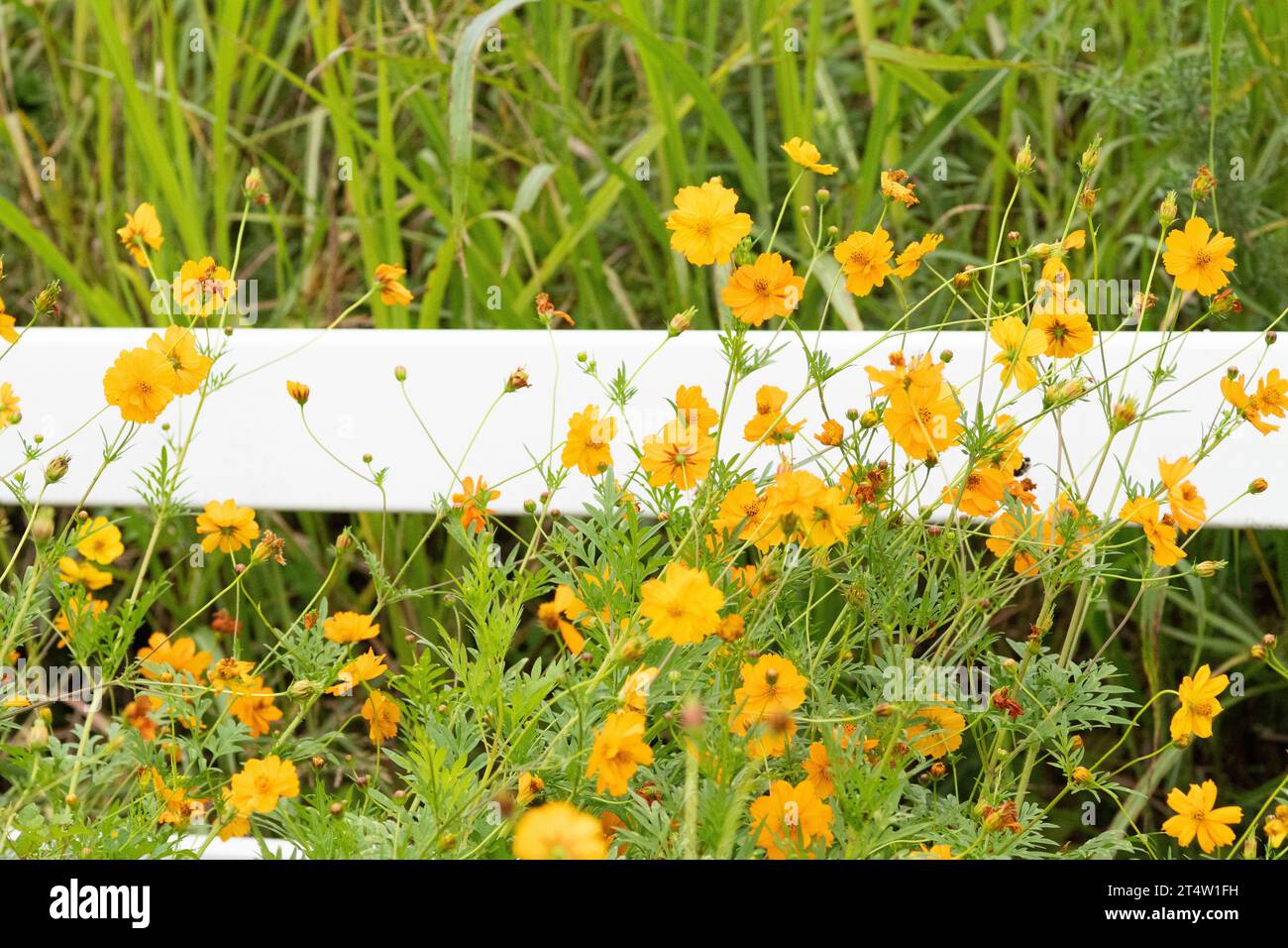 Yellow wildflowers against a white fence in summer; rural Stock Photo