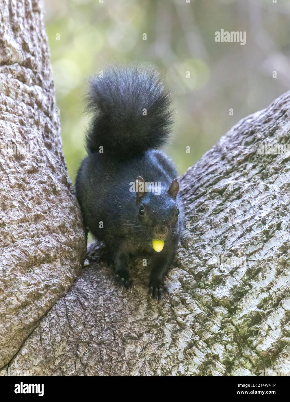 Black-morph Eastern Gray Squirrel with Oak Acorn. Cuesta Park, Santa