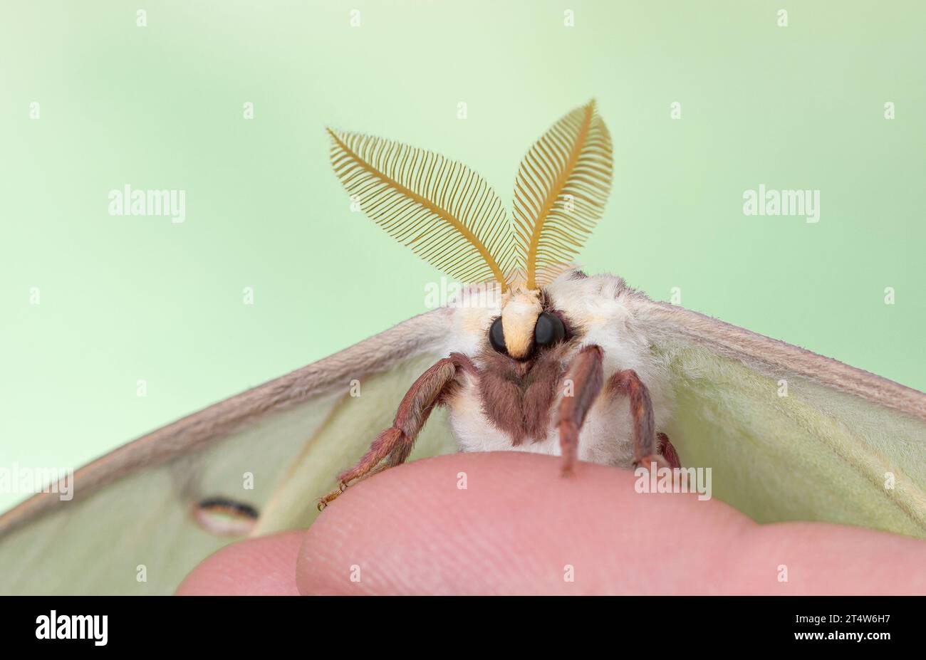 Macro of a Luna moth (Actias luna). Stock Photo