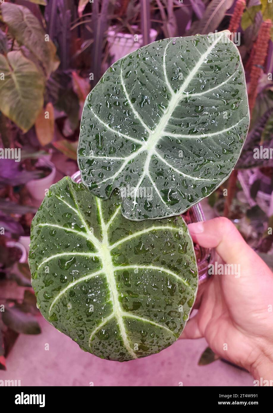 Water alocasia hi-res stock photography and images - Alamy