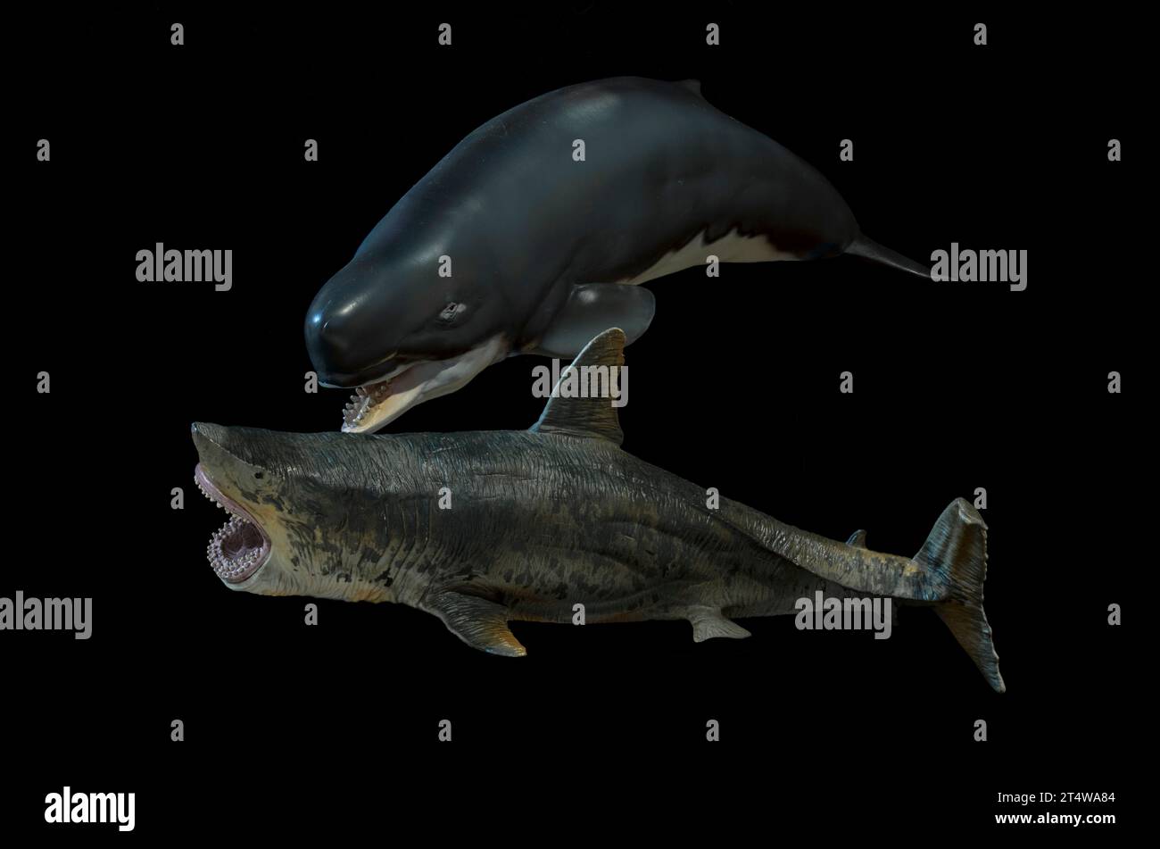 The prehistoric whale Livyatan (PNSO 2021) attacks the monstrous whale-sized shark Megalodon (Mofun 2018) Stock Photo