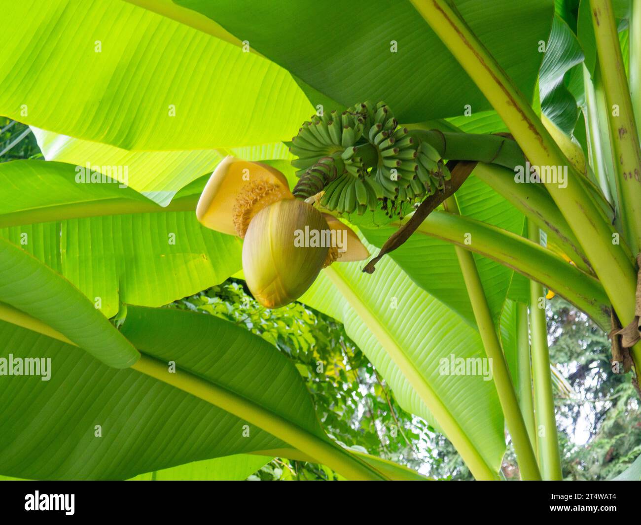 Musa Basyo flower. Tropical tree bud.Leaves background. Vegetation