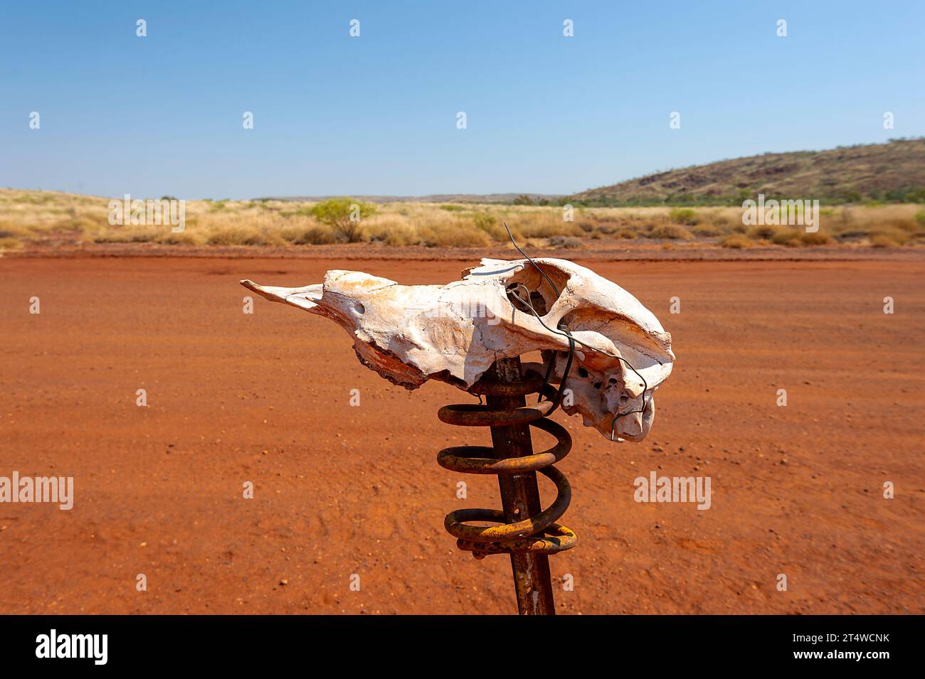 Camel skull and a spring on a pole as a joke for the Skull Springs Road, Pilbara, Western Australia, Australia Stock Photo