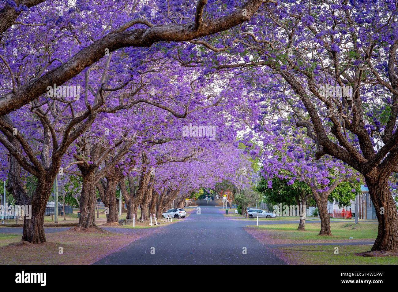 Blossoming jacaranda trees in Grafton, NSW, Australia Stock Photo Alamy