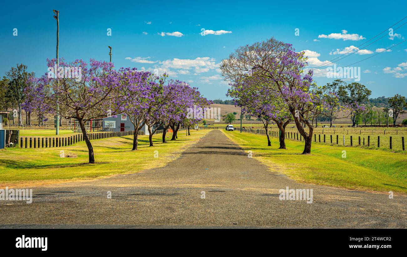 Blossoming jacaranda trees in South Grafton, NSW, Australia Stock Photo