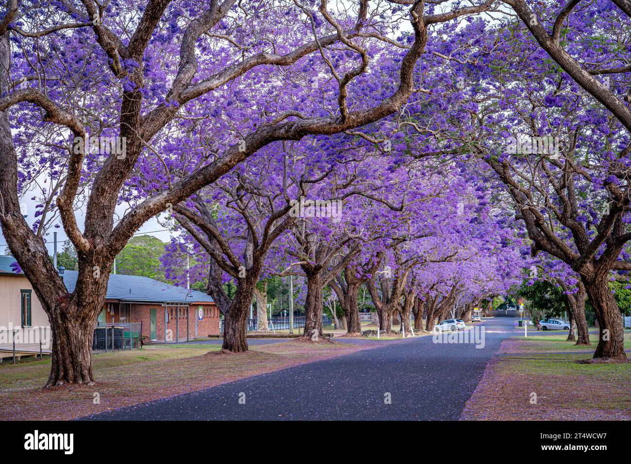 Blossoming jacaranda trees in Grafton, NSW, Australia Stock Photo Alamy