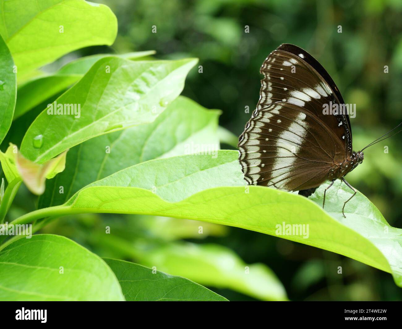 Blue Moon or Great Eggfly (Hypolimnas bolina) butterfly on leaf with natural green background , Trey white stripes on the dark brown wing Stock Photo