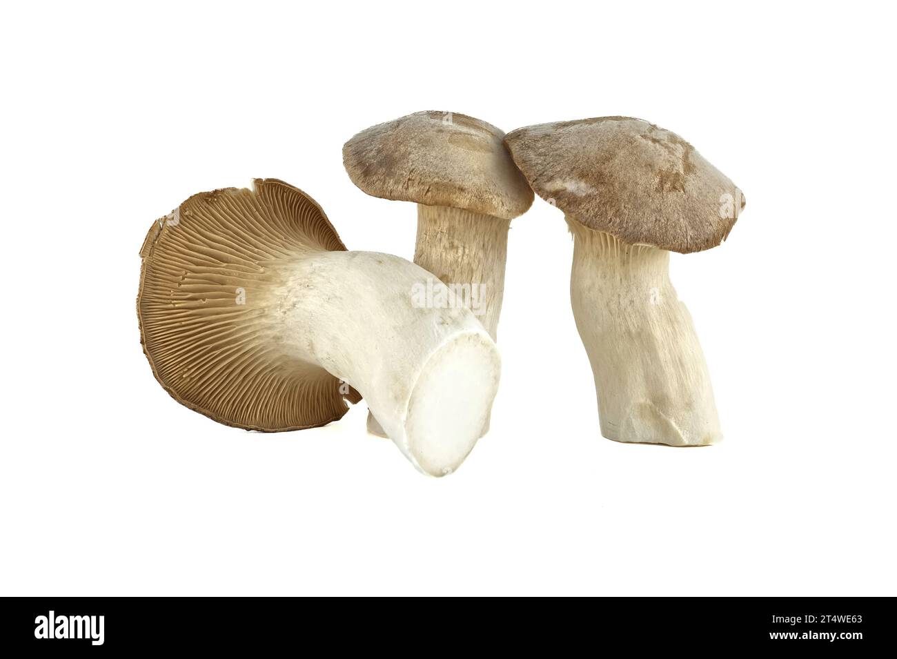 Pleurotus eryngii mushroom isolated on white background, also known as