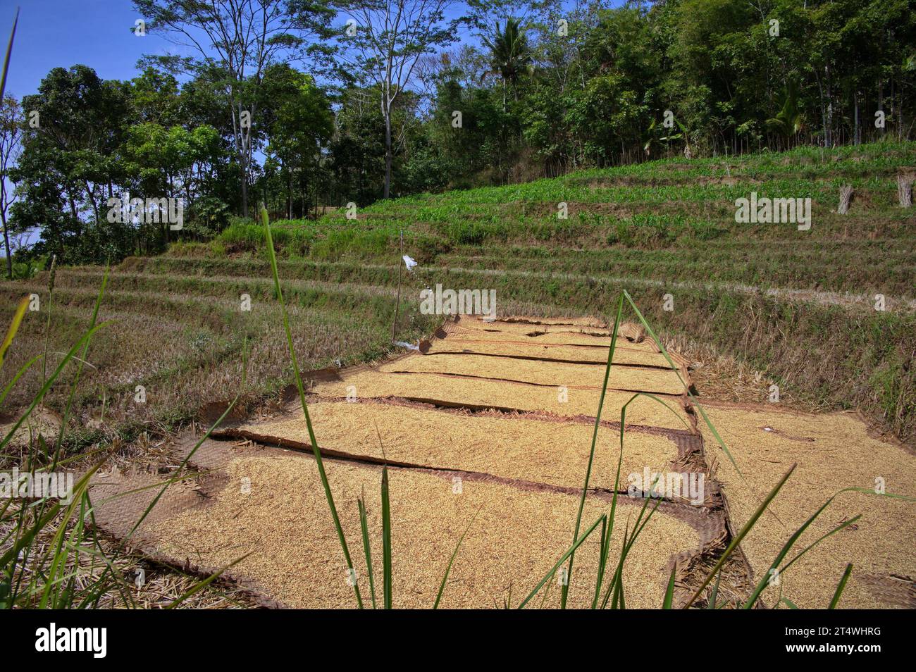 Rice drying on the terrace of rice field in Indonesia Stock Photo