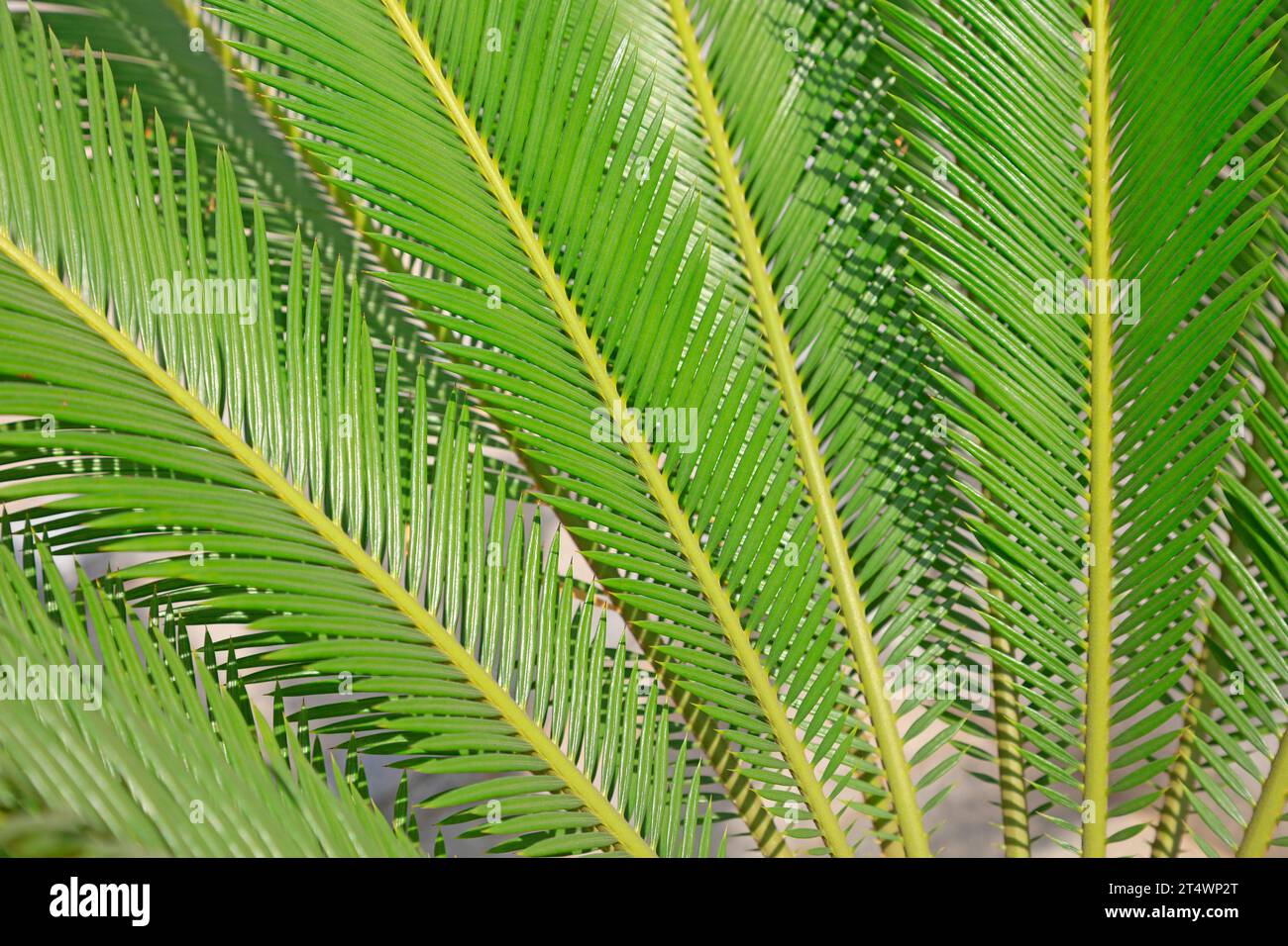 Leaf Features Of Cycads Stock Photo Alamy leaf-features-of-cycads-stock-photo-alamy